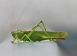 Grasshopper – Spirit Animal, Totem, Symbolism and Meaning