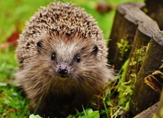 Hedgehog – Spirit Animal, Totem, Symbolism and Meaning
