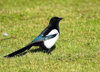 Magpie – Spirit Animal, Totem, Symbolism and Meaning