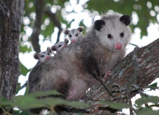 Possum or Opossum – Spirit Animal, Totem, Symbolism and Meaning
