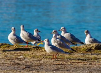 Seagull – Spirit Animal, Totem, Symbolism and Meaning