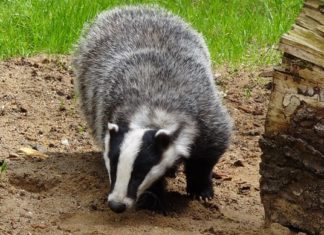 Badger – Spirit Animal, Totem, Symbolism and Meaning