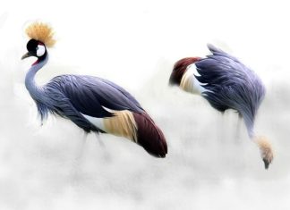 Crane – Spirit Animal, Totem, Symbolism and Meaning