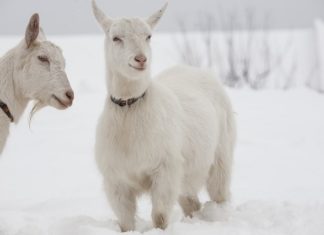 Goat – Spirit Animal, Totem, Symbolism and Meaning