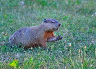 Groundhog – Spirit Animal, Totem, Symbolism and Meaning