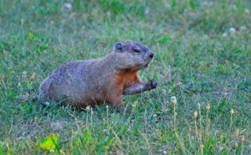 Groundhog – Spirit Animal, Totem, Symbolism and Meaning