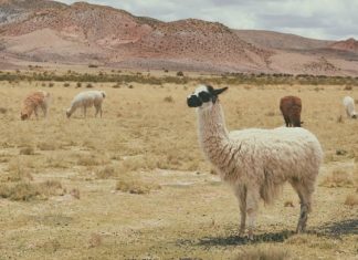 Llama – Spirit Animal, Totem, Symbolism and Meaning
