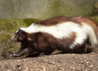 Skunk – Spirit Animal, Totem, Symbolism and Meaning