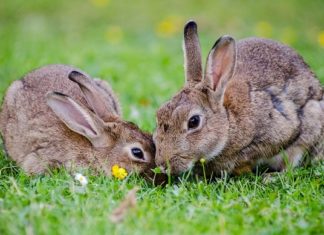 Biblical Meaning of Rabbits in Dreams – Interpretation and Meaning