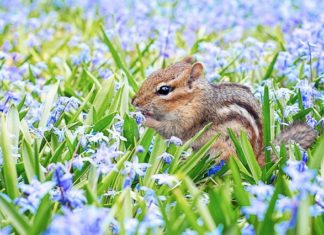 Chipmunk – Spirit Animal, Totem, Symbolism and Meaning