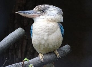 Kookaburra – Spirit Animal, Totem, Symbolism and Meaning