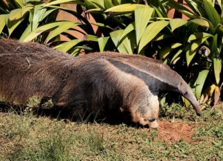 Anteater – Spirit Animal, Totem, Symbolism and Meaning