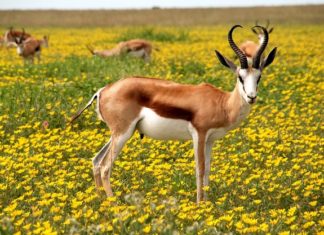Antelope – Spirit Animal, Totem, Symbolism and Meaning