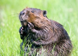 Beaver – Spirit Animal, Totem, Symbolism and Meaning