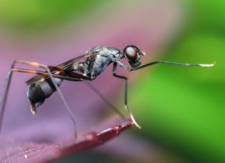 Dreams About Ants – Interpetation and Meaning