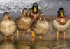 Dreams About Ducks – Interpretation and Meaning