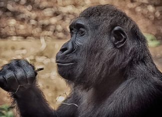 Dreams About Gorillas – Interpretation and Meaning