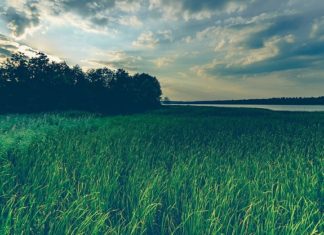 Dreams About Grass – Interpretation and Meaning