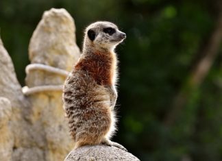 Meerkat – Spirit Animal, Totem, Symbolism and Meaning