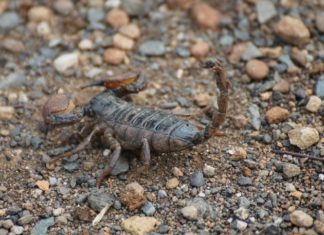 Scorpion – Spirit Animal, Totem, Symbolism and Meaning